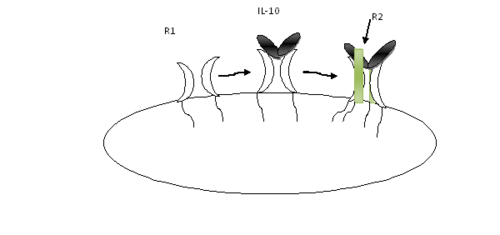 Figure 2. Sequential assembly of the ternary complex