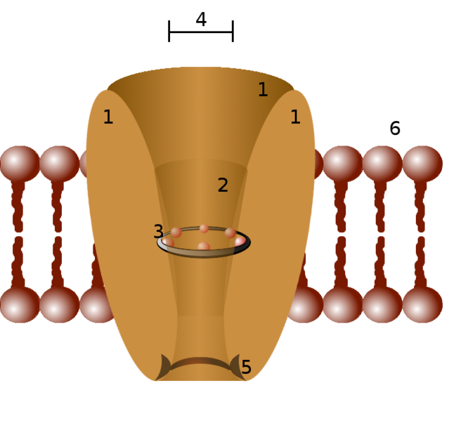 Image:Ion channel.png