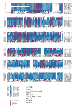 Multiply sequence Alignment 1xtc