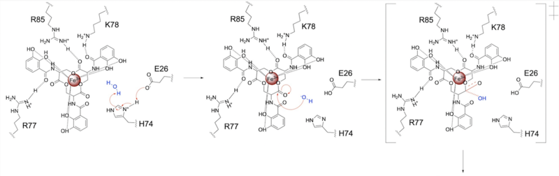 Figure 4. Activation of water as the nucleophile and attack of the ester electrophile. The first transition state is depicted.