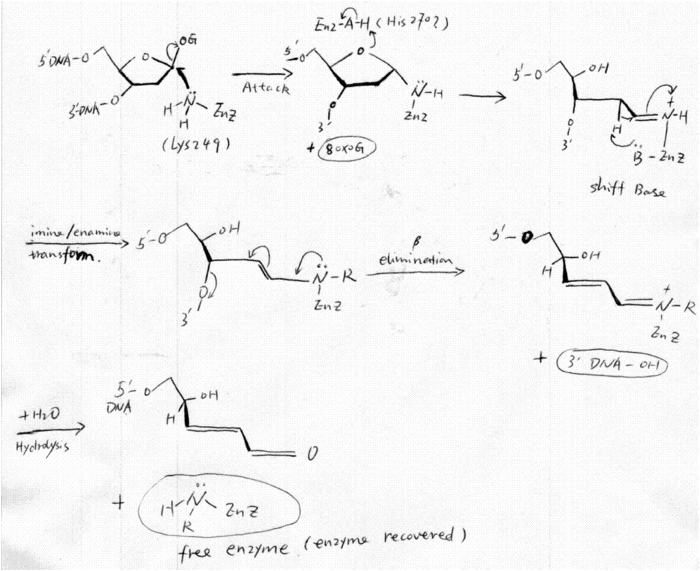 Fig6 Catalytic mechanism of hOGG [22