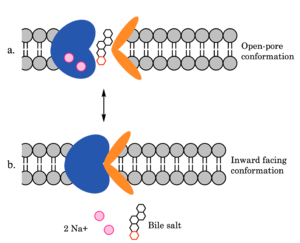 Figure 4. Mechanism of bile salt uptake by NTCP.