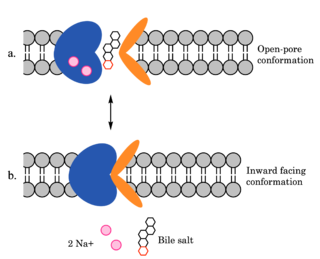 Figure 4. Mechanism of bile salt uptake by NTCP.