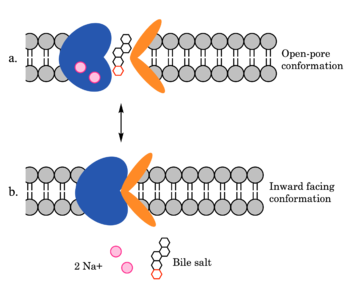 Figure 4. Mechanism of bile salt uptake by NTCP. A bile salt and two Na+ ions bind to NTCP in the open-pore state. Transition to the inward-facing state allows release of the bile salt and ions into the cytoplasm.