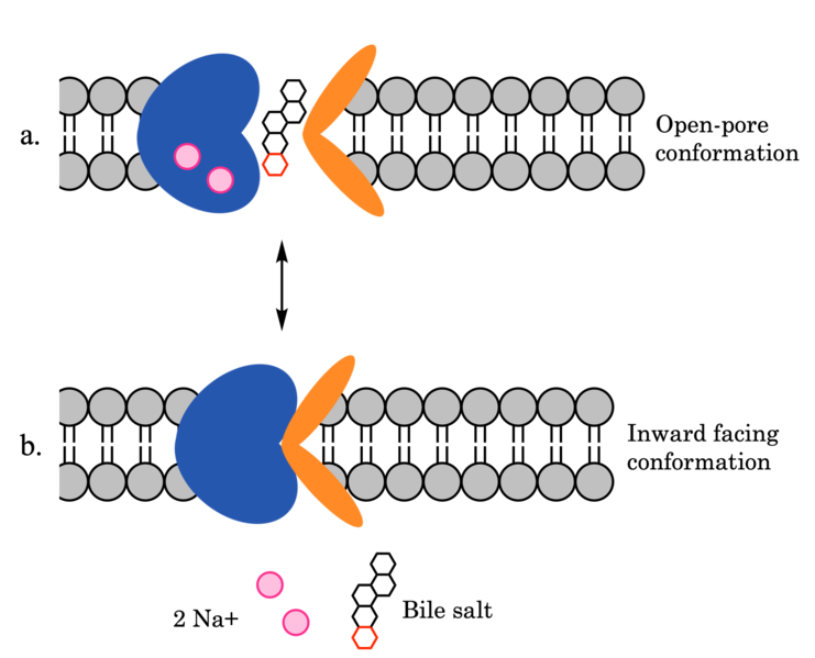 Image:Ntcpmechanismoverall.png