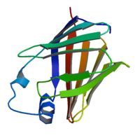 Structure of retinol binding protein (RBP)