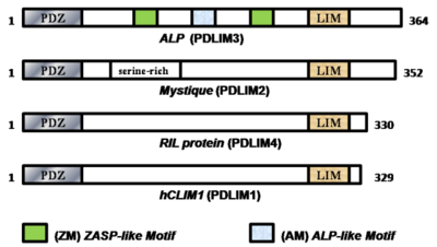 Domain map in the first isoforms of human ALP subfamily members:  ALP [1] Mystique [2] RIL [3] hCLIM1[4]