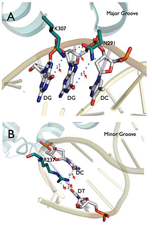 Figure 2. Site specific recognition of LFY protein at major (A) and minor (B) grooves. Assembly of PDB entry 2VY1 were obtained from PISA server and further visualized by Pymol. Red arrows marked site specific hydrogen bonds.