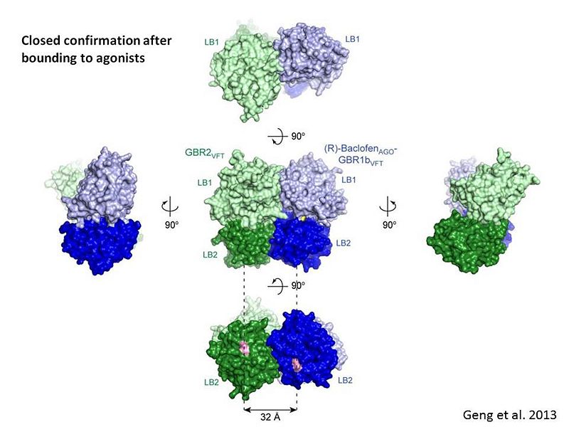 Image:GABAb bound to agonist.jpg