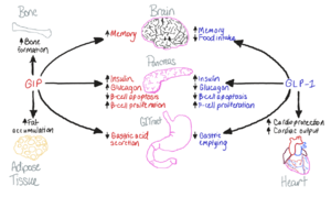 Figure 1. The biological roles of GIP and and GLP-1, incretin hormones.