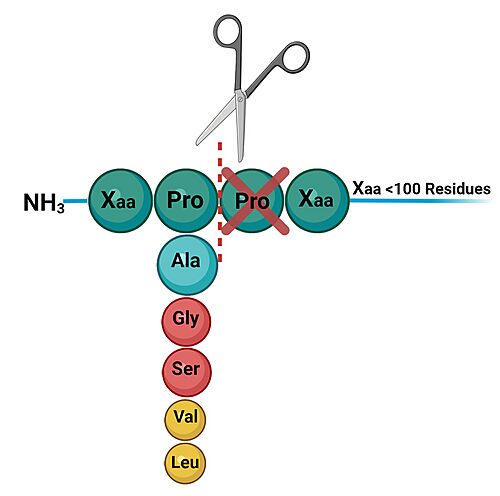 Figure 1. Diagram of the cleavage of substrate at the penultimate position.