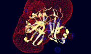 Figure 2. Electrostatic potential of Rnl2 where blue represents net positive charged regions while red represents net negative charged regions.  Majority of the surfaces have a net negative charge while positive charges are localized around AMP in the surrounding active site.