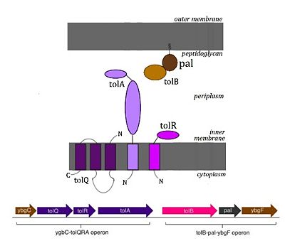 The Tol System and Operon