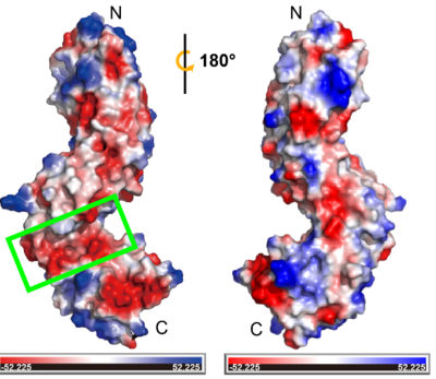 Two rotated views of the electrostatic surface of TMK3. The green rectangle depicts the non-LRR region.