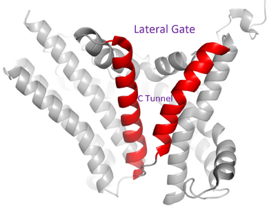 Figure 2. Shows the location of the lateral gate as the entrance to the cytosolic tunnel via the ER lumen side of the membrane.