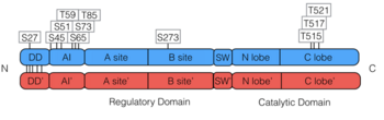 PKG-Ia Phosphorylation Sites, According to Phosphosite.org