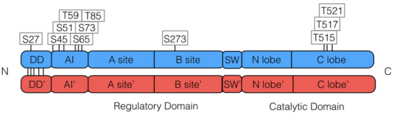 PKG-Ia Phosphorylation Sites, According to Phosphosite.org