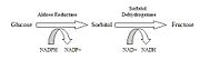 Polyol pathway of glucose metabolism