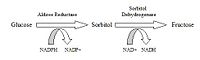 thumb Polyol pathway of glucose metabolism