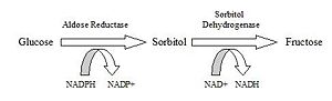 Polyol pathway of glucose metabolism