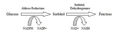 Figure 1. Polyol pathway of glucose metabolism. Adapted from Petrash JM. All in the family: aldose reductase and closely related aldo-keto reductases. Cell Mol Life Sci. 2004 Apr;61(7-8):737-49. PMID:15094999 doi:10.1007/s00018-003-3402-3
