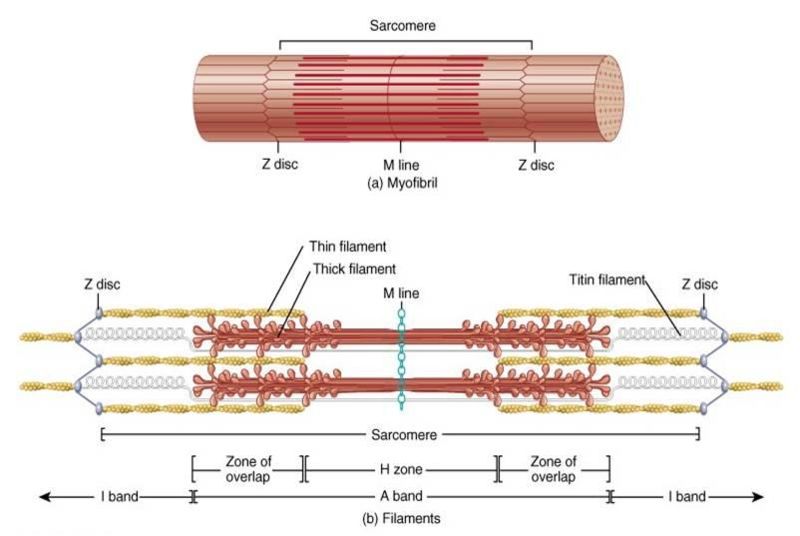Image:Sarcomere.jpg