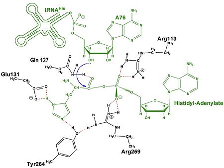 Adenylation reaction catalyzed by HisRS.