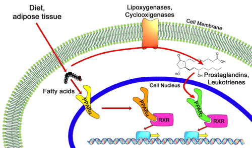 PPAR Mechanism of Action in the Human Body