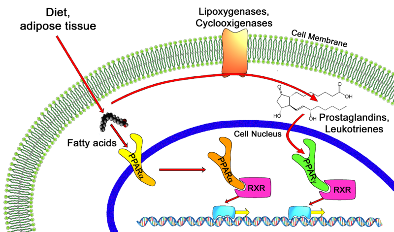 Image:PPAR Mechanism.png