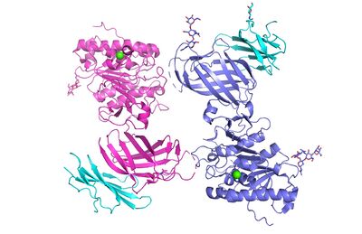 Figure 1. The coolest image of this protein EVAH!!!