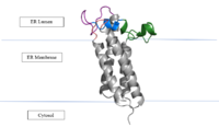 Figure 2: Vitamin K Epoxide Reductase in the Endoplasmic Membrane
