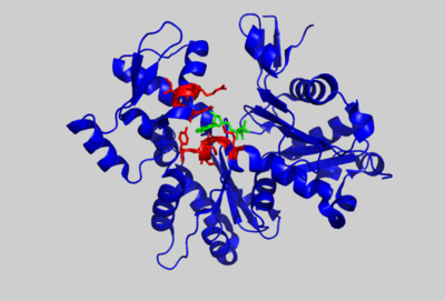 Crystal structure of ATP-bound AP-actin, (PDB entry 2hf4), with selected residues shown in red. ATP is shown in green.