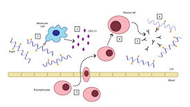 Mechanism of inflammatory response to OspA