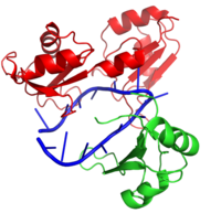 Figure 2: Interaction between Hrp1 (red), RNA15 (green) and RNA (blue).