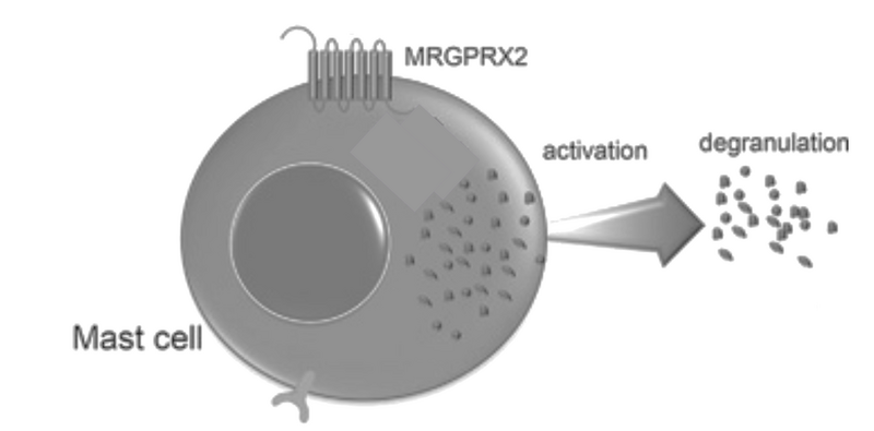 Image:Mast cell.png