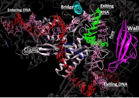 Depiction of RNAP II with DNA entering through the clamp (white), passing towards the wall (magenta). The rudder and bridge are shown in blue and teal, respectively. The growing RNA sequence is shown in green.