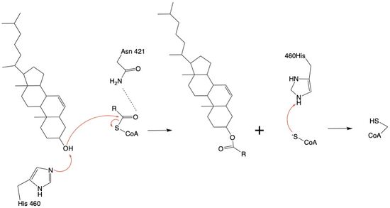 Figure 2: Acyltransferase mechanism of ACAT1 with conserved MBOAT family catalytic residues.