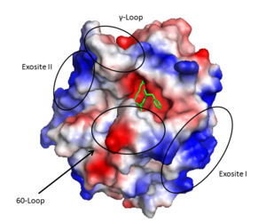 Thrombin (1PPB) overlayed with electrostatic surface. Structural features 60-loop, γ-loop, exosite I, and exosite II labeled