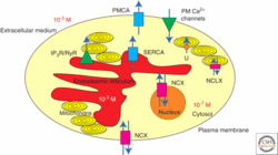 Acetylation of the lysine and its effects on chromatin remodeling.