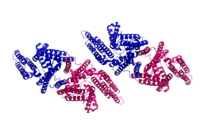 Figure 3: Tetrameric dimer of dimer for ACAT