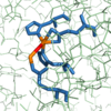 Figure 3: Hydroxy-bridge between catalytic and inhibitory zinc ions.  The catalytic Zn2+ ion (shown in orange on the right) is bridged to the inhibitory Zn2+ ion (shown in orange on the left) by a OH-.