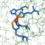 Figure 4: Hydroxy-bridge between catalytic and inhibitory zinc ions.  The catalytic Zn2+ ion (shown in orange on the right) is bridged to the inhibitory Zn2+ ion (shown in orange on the left) by a OH- (shown in red).