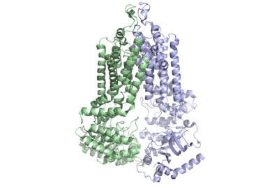 Figure 1: Multidrug-transporter ABCG2 is a dimer (6ffc).