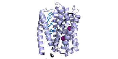 Figure 1. NTCP structure with both Na+ ions and bile salts bound with the NTCP molecule shown in light blue, the two Na+ ions shown in purple spheres, and the bile salts shown in sticks as dark blue. [PDB file 7ZYI].