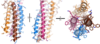 Figure__. 4-pass integral helix. Pymol image of the integral helices in IgM BCR (PDB:7xq8) rotated on the x and y axes. Side chains are shown as sticks. Brown=Ig alpha, orange=Ig beta, pink=heavy chain A, blue=heavy chain B.