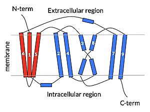 Figure 2: cartoon depiction of NTCP topology