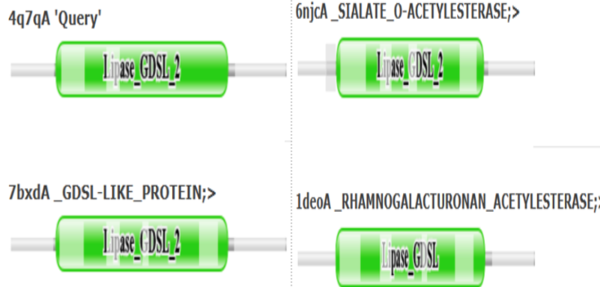 Pfam similarities between 4Q7Q and other enzymes.