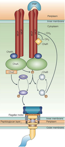 Image:Chemotaxis.png