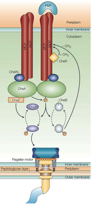 Chemotaxis overview 