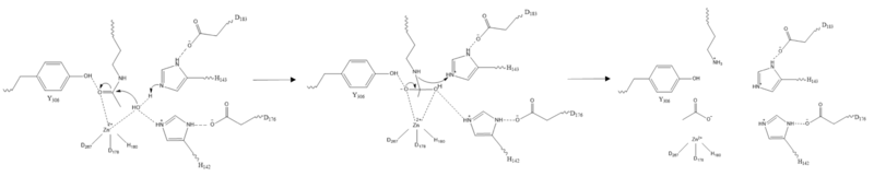 Image:HDAC8MECH.PNG